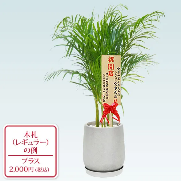 アレカヤシ(グラスファイバー製鉢植込み、チューリップ型)9