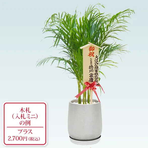 アレカヤシ(グラスファイバー製鉢植込み、チューリップ型)10