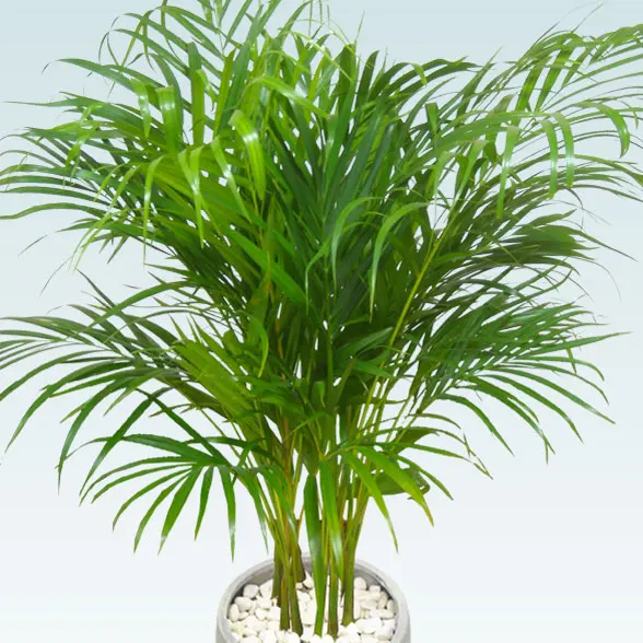 アレカヤシ(グラスファイバー製鉢植込み、チューリップ型)11