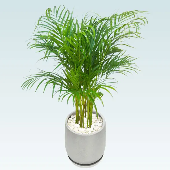 アレカヤシ(グラスファイバー製鉢植込み、チューリップ型)20