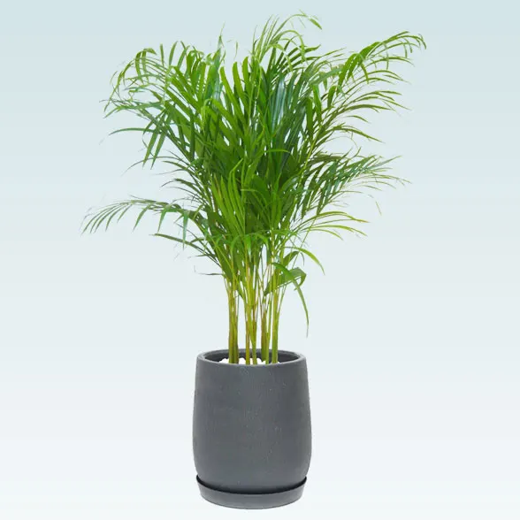 アレカヤシ(グラスファイバー製鉢植込み、チューリップ型)61