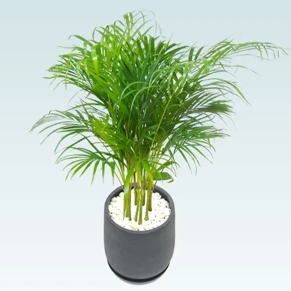 アレカヤシ(グラスファイバー製鉢植込み、チューリップ型)63