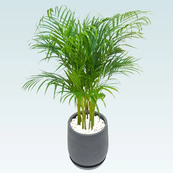 アレカヤシ(グラスファイバー製鉢植込み、チューリップ型)620