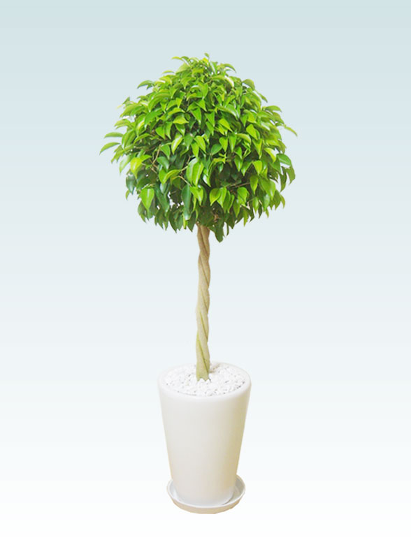 ベンジャミンの育て方 観葉植物の通販 販売のオアシス