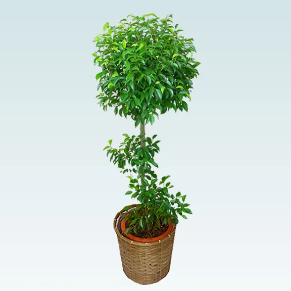 ベンジャミン(籐かご付、ダークブラウン色)　Lサイズ６