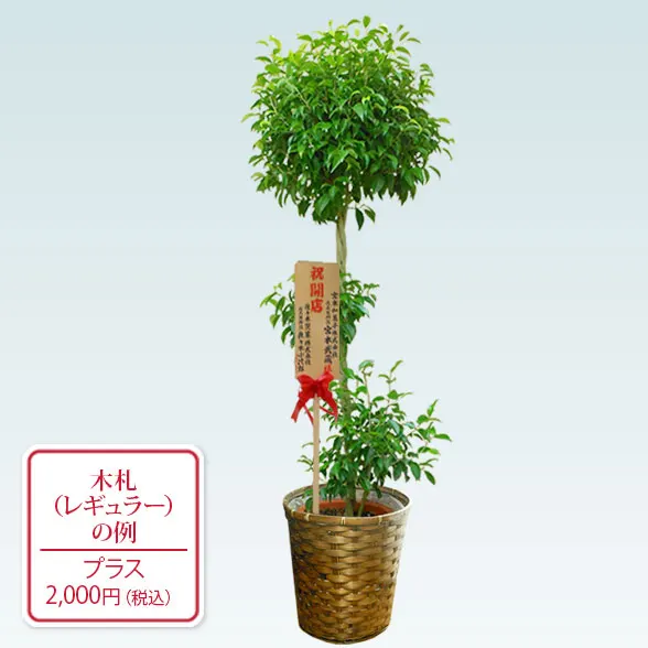 ベンジャミン(籐かご付、ダークブラウン色)　Lサイズ７