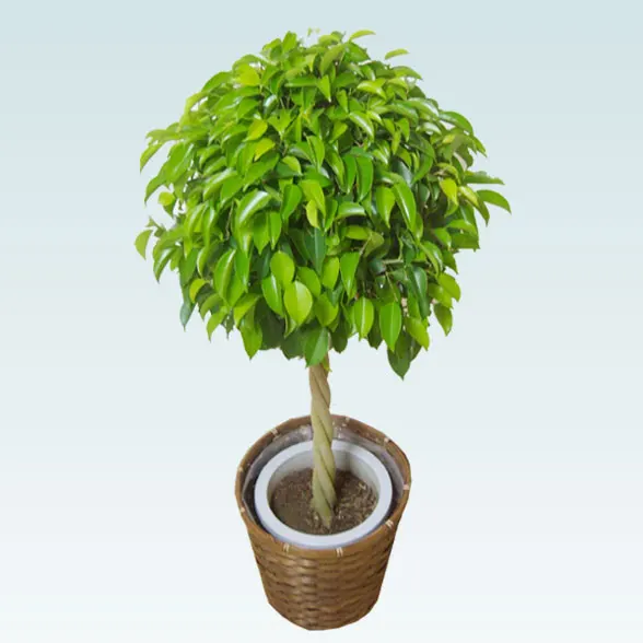 ベンジャミン(籐かご付、ダークブラウン色)　Ｍサイズ３