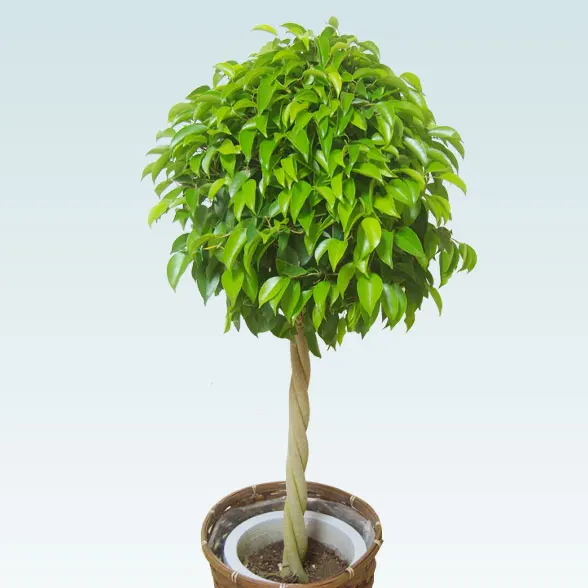 ベンジャミン(籐かご付、ダークブラウン色)　Ｍサイズ６