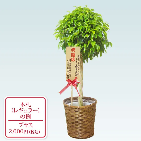 ベンジャミン(籐かご付、ダークブラウン色)　Ｍサイズ７