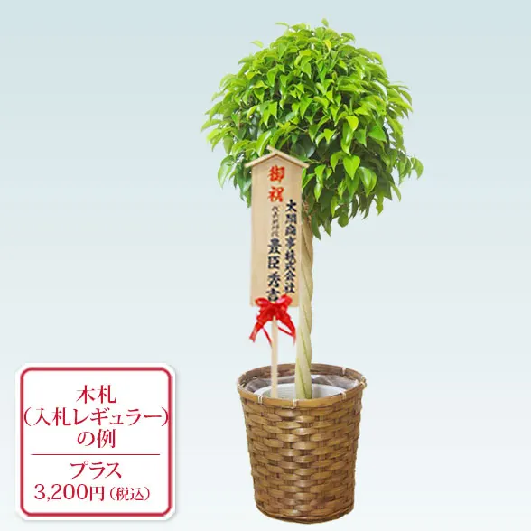 ベンジャミン(籐かご付、ダークブラウン色)　Ｍサイズ８