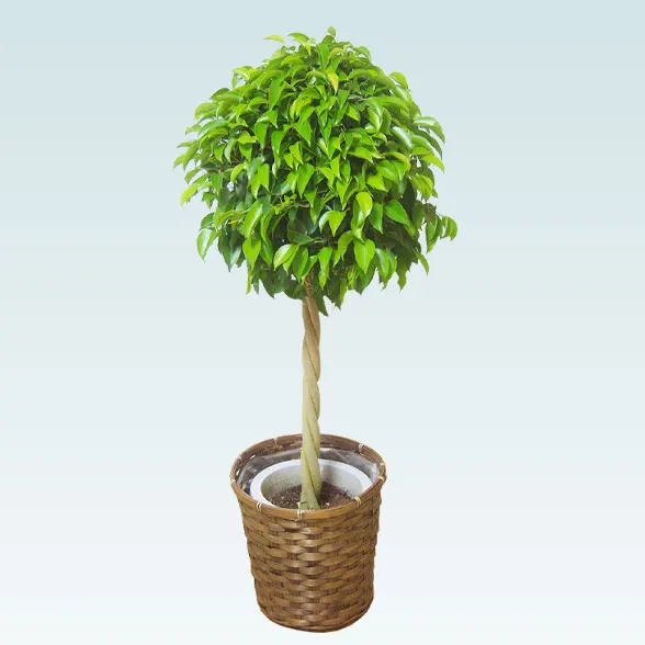 ベンジャミン(籐かご付、ダークブラウン色)　Ｍサイズ２０