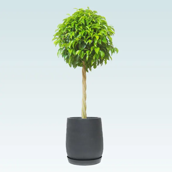 ベンジャミン(グラスファイバー製鉢植込み、チューリップ型)61