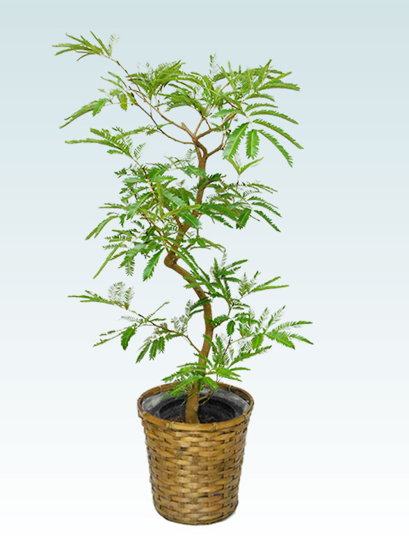 エバーフレッシュ 籐かご付 ダークブラウン色 ｍサイズ 観葉植物の販売 通販の観葉植物のオアシス