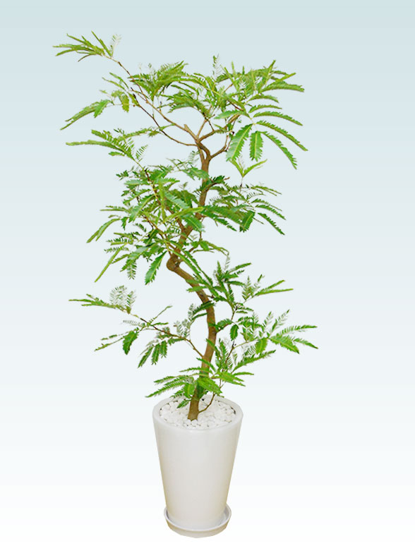 エバーフレッシュ 陶器鉢植込み ラウンドタイプ白色 スタイリッシュ 観葉植物の販売 通販の観葉植物のオアシス エバーフレッシュ 陶器鉢植込み ラウンドタイプ白色 スタイリッシュ 観葉植物の販売 通販の観葉植物のオアシス