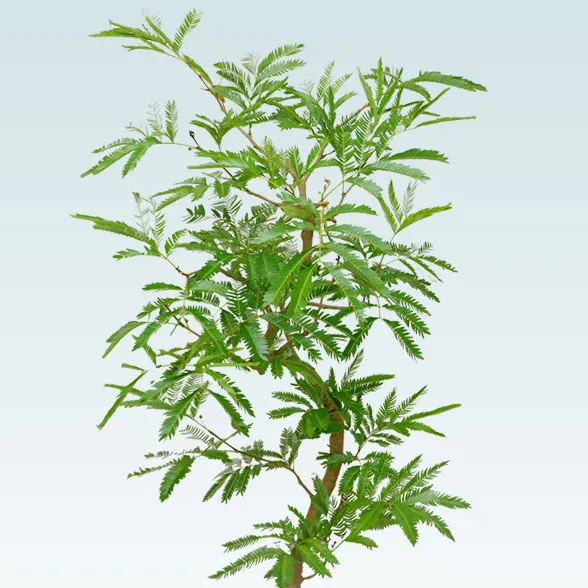 エバーフレッシュ(籐かご付、ダークブラウン色)　Ｍサイズ２