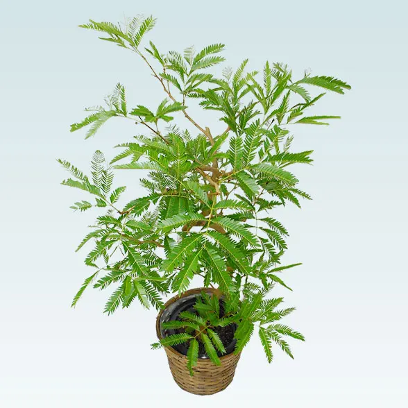 エバーフレッシュ(籐かご付、ダークブラウン色)　Ｍサイズ３