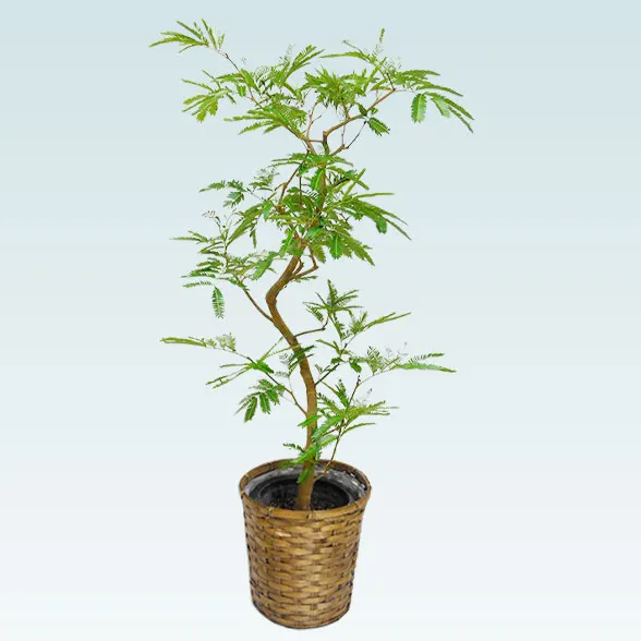 エバーフレッシュ(籐かご付、ダークブラウン色)　Ｍサイズ４