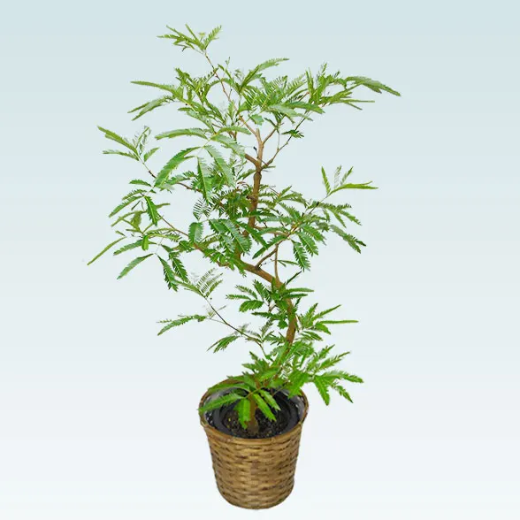 エバーフレッシュ(籐かご付、ダークブラウン色)　Ｍサイズ５