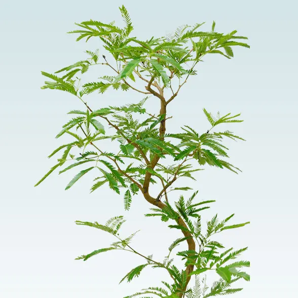 エバーフレッシュ(籐かご付、ダークブラウン色)　Ｍサイズ６