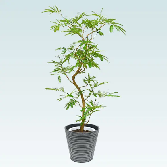 エバーフレッシュ(エコフレンドリーポット付)　Ｍサイズ　左から