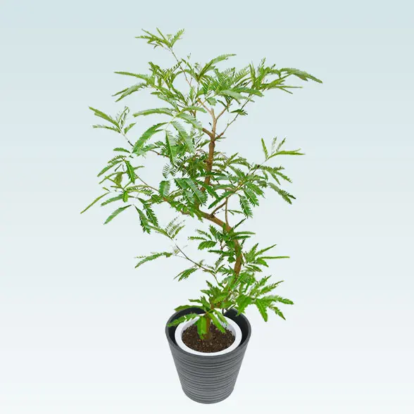 エバーフレッシュ(エコフレンドリーポット付)　Ｍサイズ　右上から