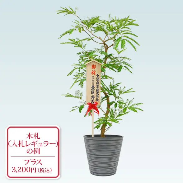 エバーフレッシュ(エコフレンドリーポット付)　Ｍサイズ　入札付き