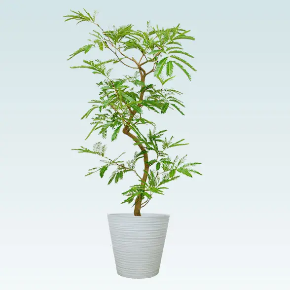 エバーフレッシュ(エコフレンドリーポット付)　Ｍサイズ　ホワイト