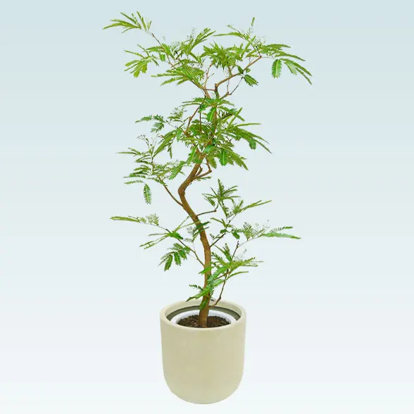 エバーフレッシュ(U字ポット型、グラスファイバー製鉢カバー付)　Ｍサイズ4