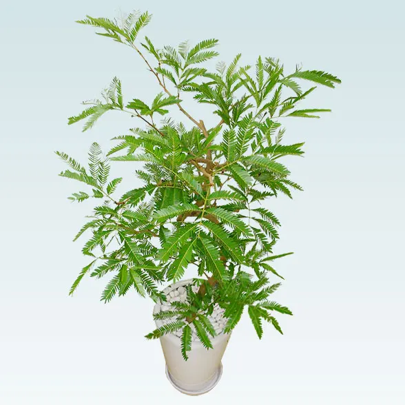 エバーフレッシュ(陶器鉢植込み、ラウンドタイプ白色)３