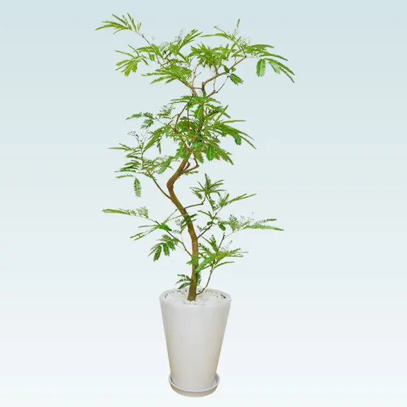 エバーフレッシュ(陶器鉢植込み、ラウンドタイプ白色)４