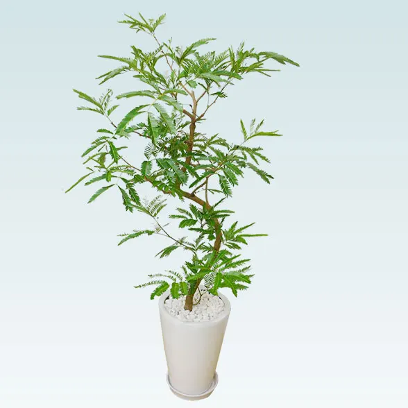 エバーフレッシュ(陶器鉢植込み、ラウンドタイプ白色)５