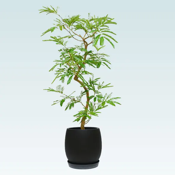 エバーフレッシュ(グラスファイバー製鉢植込み、バルーン型)　スタイリッシュ1