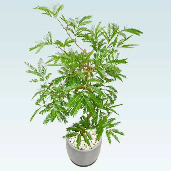 エバーフレッシュ(グラスファイバー製鉢植込み、チューリップ型)3