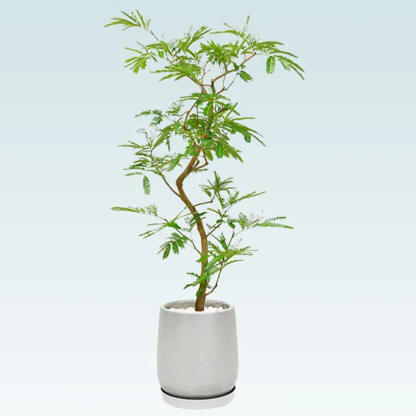 エバーフレッシュ(グラスファイバー製鉢植込み、チューリップ型)4