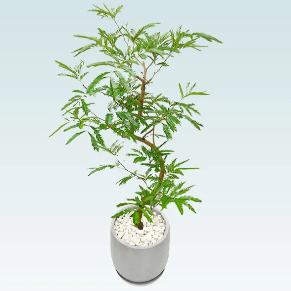 エバーフレッシュ(グラスファイバー製鉢植込み、チューリップ型)5