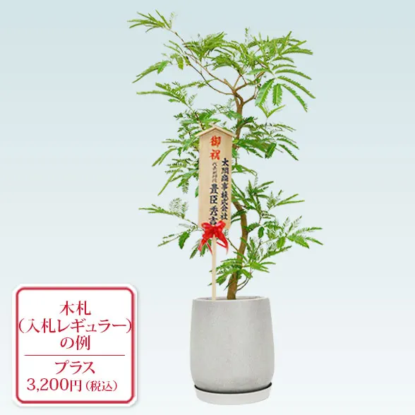 エバーフレッシュ(グラスファイバー製鉢植込み、チューリップ型)８