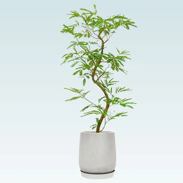 エバーフレッシュ(グラスファイバー製鉢植込み、チューリップ型)11