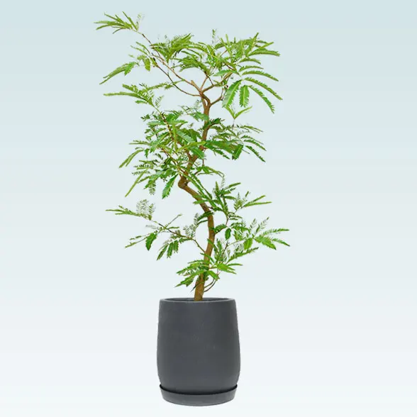 エバーフレッシュ(グラスファイバー製鉢植込み、チューリップ型)61