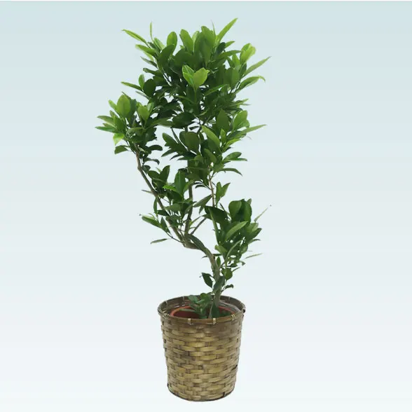 ファグラエア(籐かご付、ダークブラウン色)　Mサイズ