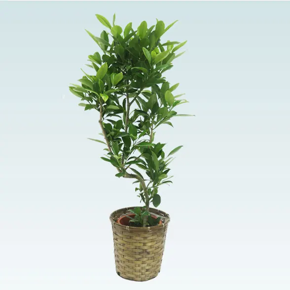 ファグラエア(籐かご付、ダークブラウン色)　Mサイズ4