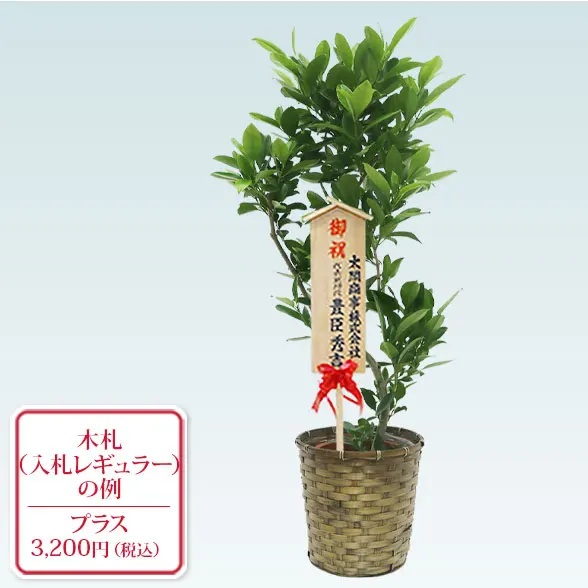 ファグラエア(籐かご付、ダークブラウン色)　Mサイズ11