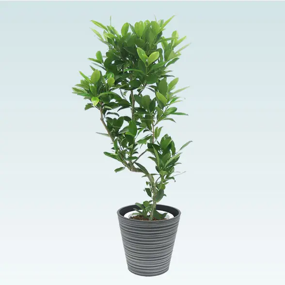 ファグラエア(エコフレンドリーポット付)　Mサイズ　正面