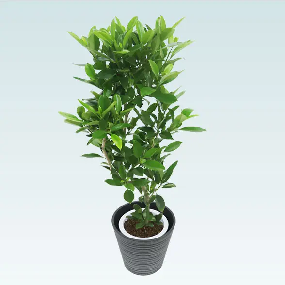 ファグラエア(エコフレンドリーポット付)　Mサイズ 上から