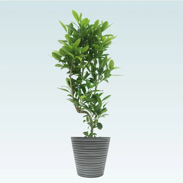 ファグラエア(エコフレンドリーポット付)　Mサイズ　左から