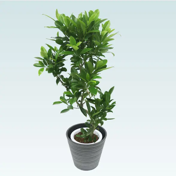 ファグラエア(エコフレンドリーポット付)　Mサイズ　右上から