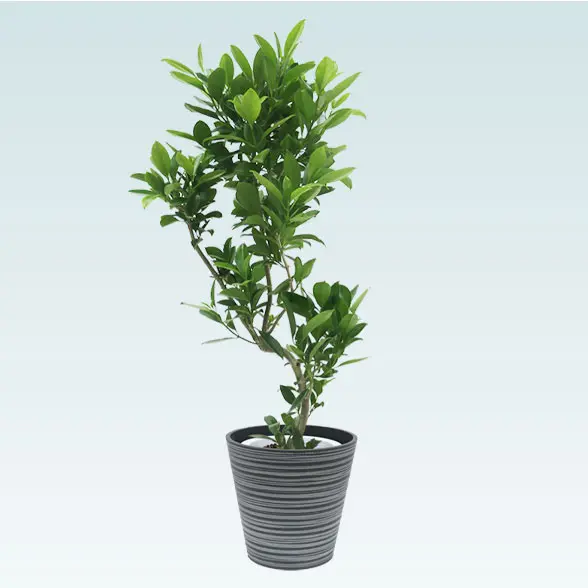 ファグラエア(エコフレンドリーポット付)　Mサイズ　右から