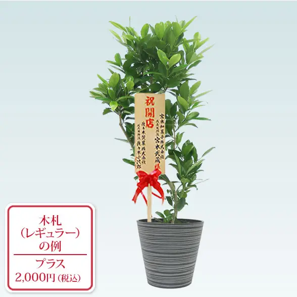 ファグラエア(エコフレンドリーポット付)　Mサイズ　レギュラー札付き