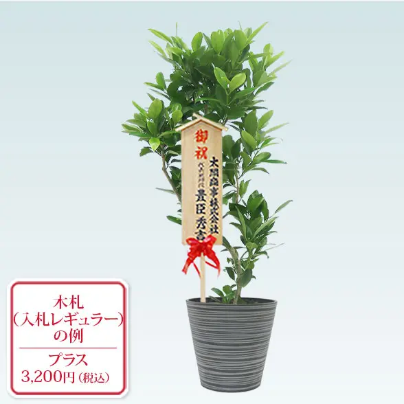 ファグラエア(エコフレンドリーポット付)　Mサイズ　入札付き