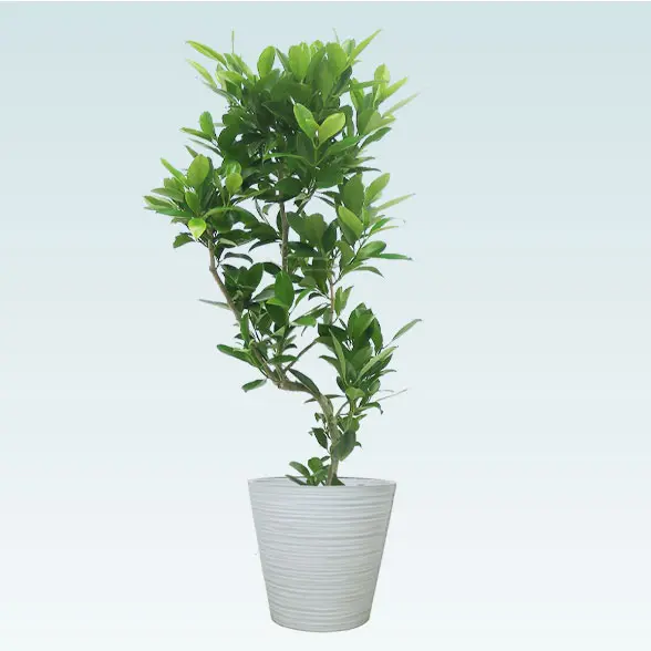 ファグラエア(エコフレンドリーポット付)　Mサイズ　ホワイト