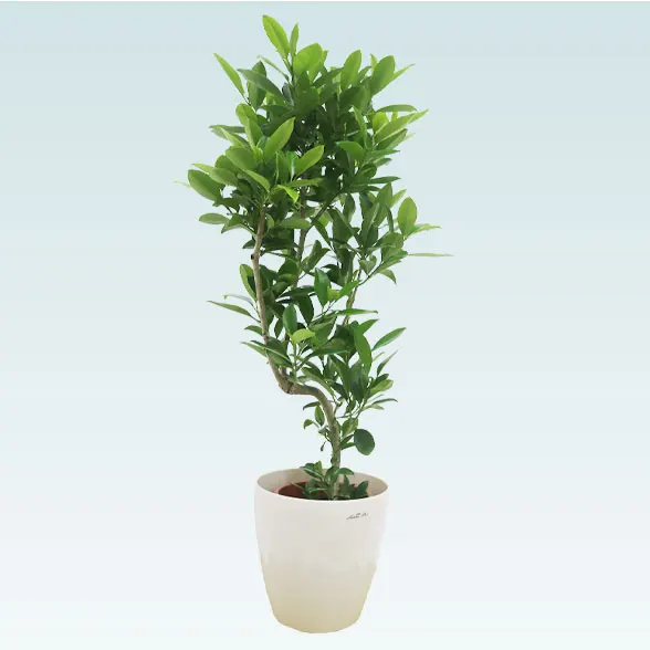 ファグラエア(ラスターポット付)　Mサイズ４